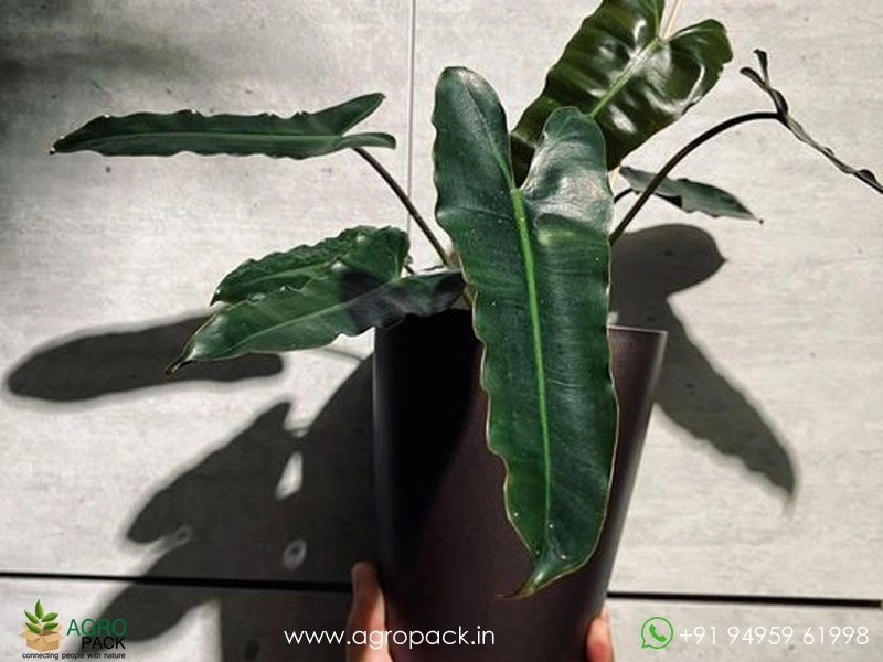 water plant philodendron Pink Princess Philodendron