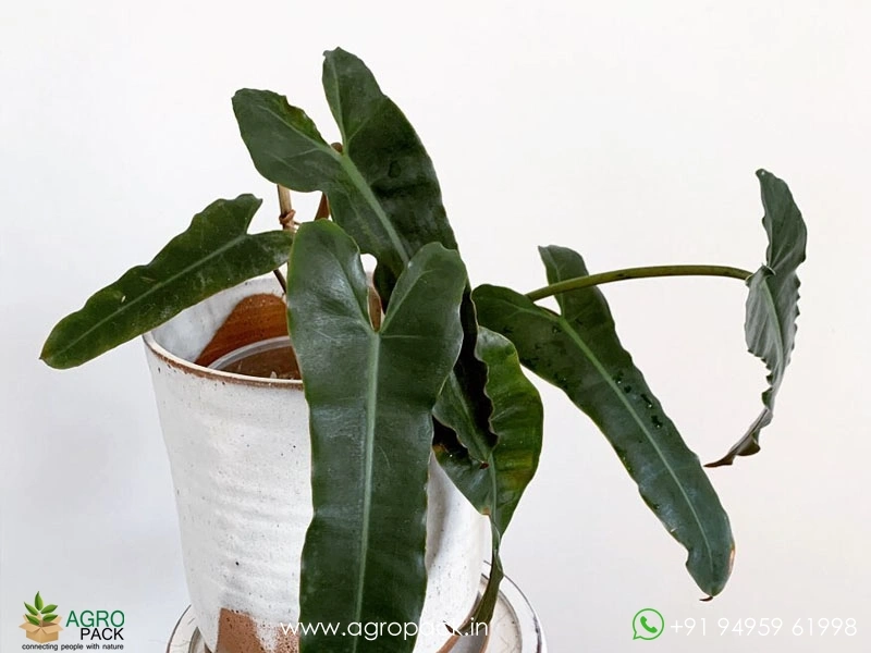 neem oil and plants Organic Neem Oil