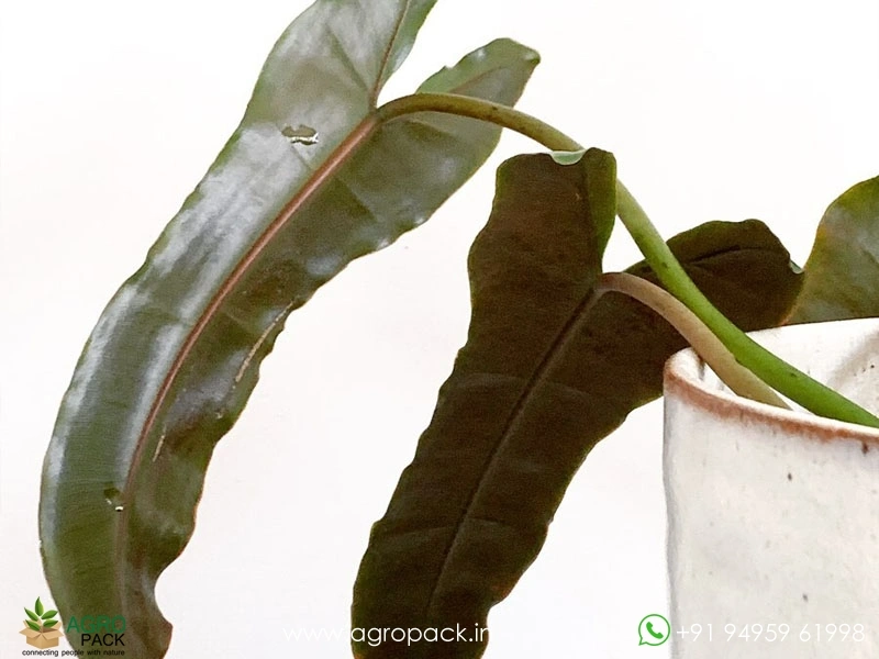 Philodendron Billietiae Black Plant For Sale In India | Online plant nursery