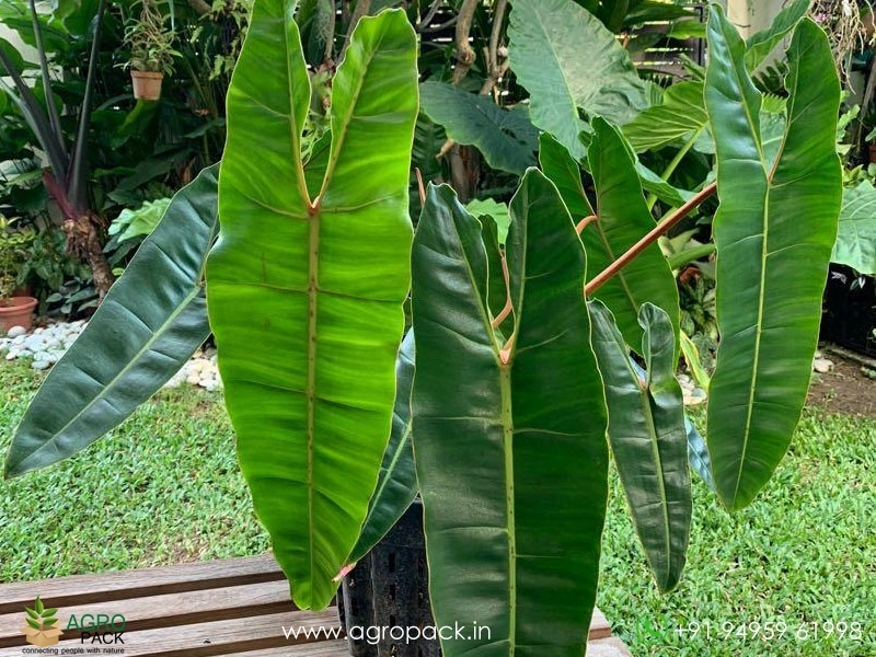 Philodendron-Billietiae2