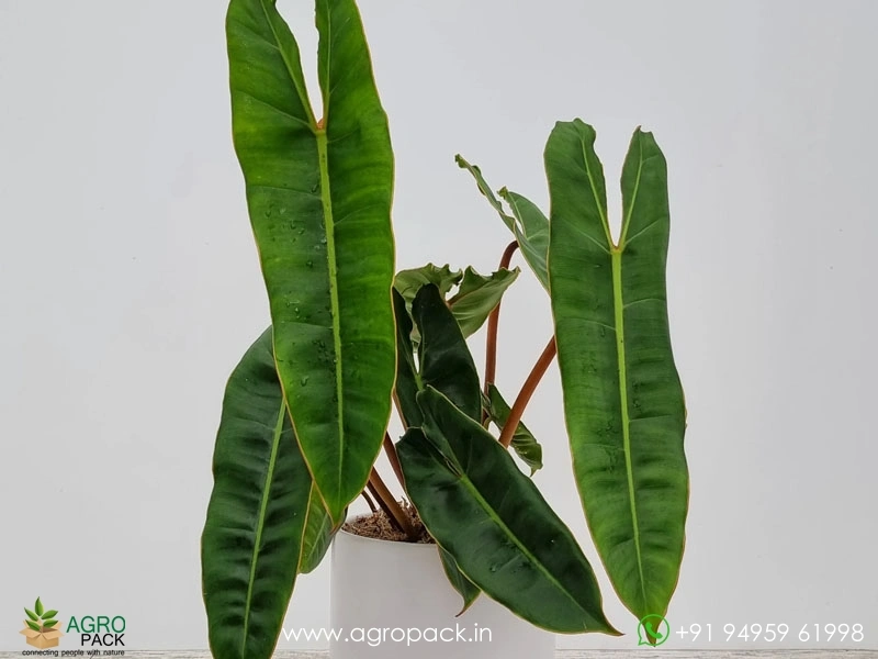 Philodendron-Billietiae3