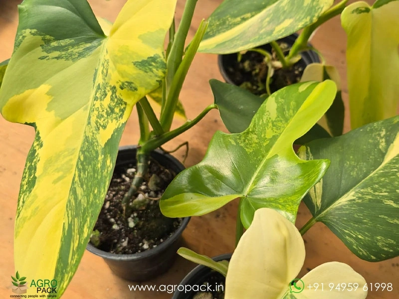 Philodendron-Bipennifolium-Variegated1