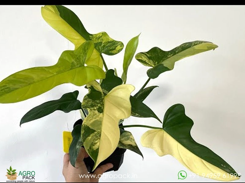 Philodendron-Bipennifolium-Variegated2