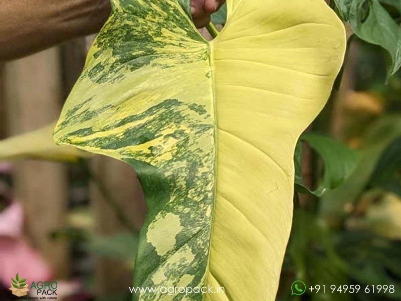 Philodendron-Bipennifolium-Variegated3