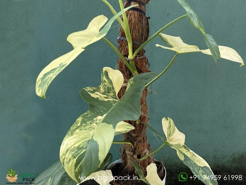 Philodendron-Bipennifolium-Variegated5