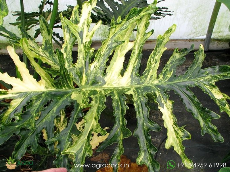 Philodendron-Bipinnatifidum-Variegated2