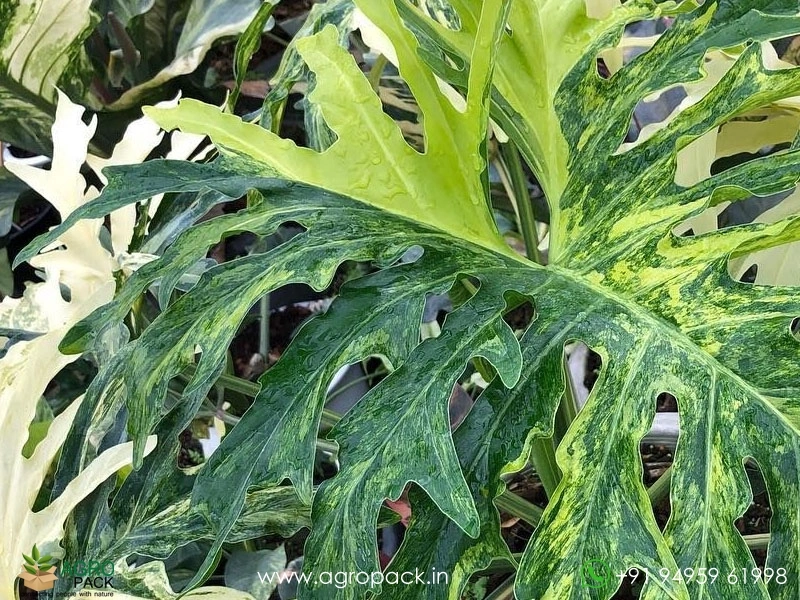 Philodendron-Bipinnatifidum-Variegated3
