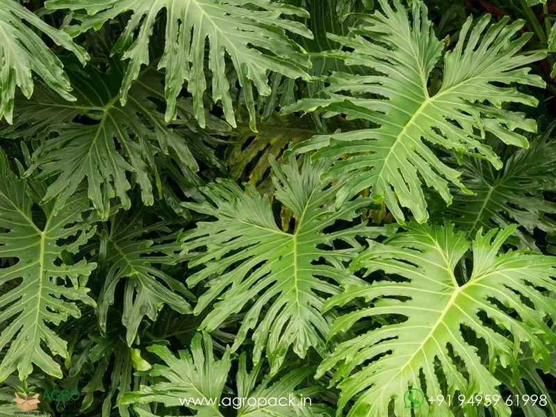 Philodendron-Bipinnatifidum3
