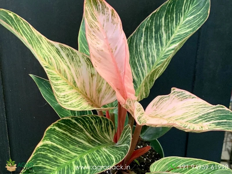 Philodendron Birkin Pink Plant For Sale In India | Online plant nursery