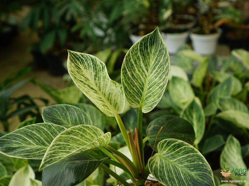 Philodendron-Birkin1