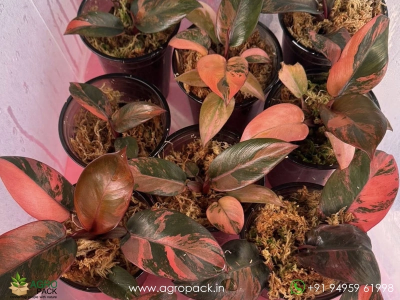 photinia red robin pret Red-Tip Photinia