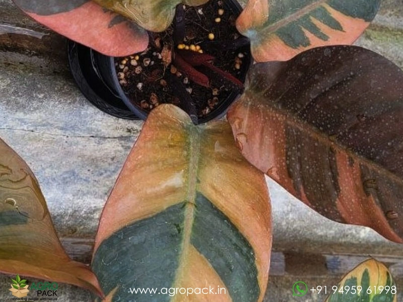 Philodendron Black Cardinal Variegated Plant For Sale In India | Online  plant nursery
