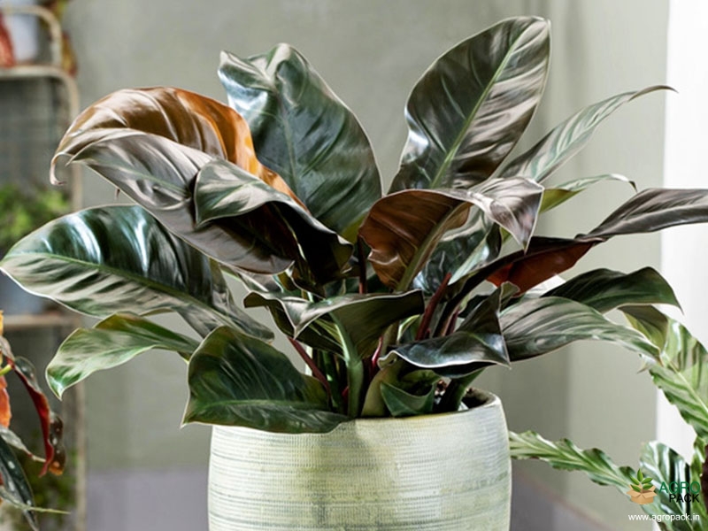Philodendron-Black-Cardinal2