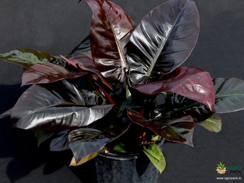 Philodendron-Black-Cardinal4