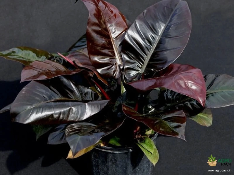 Philodendron-Black-Cardinal4