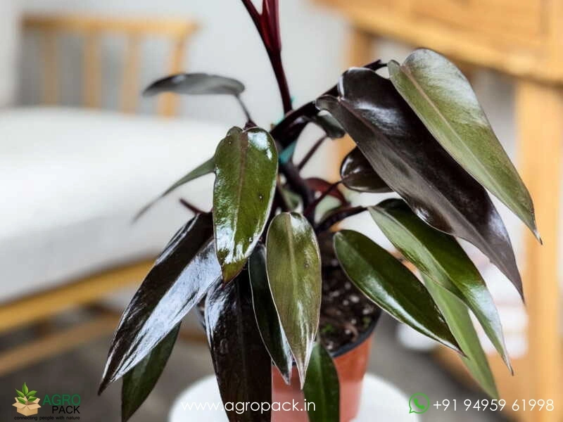 Philodendron Black Majesty Plant For Sale In India | Online plant nursery