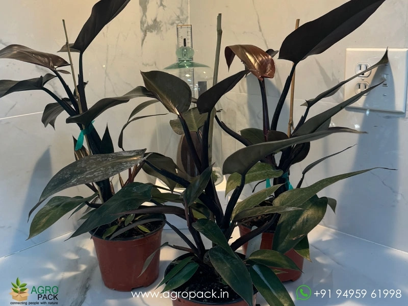 Philodendron Black Majesty Plant For Sale In India | Online plant nursery