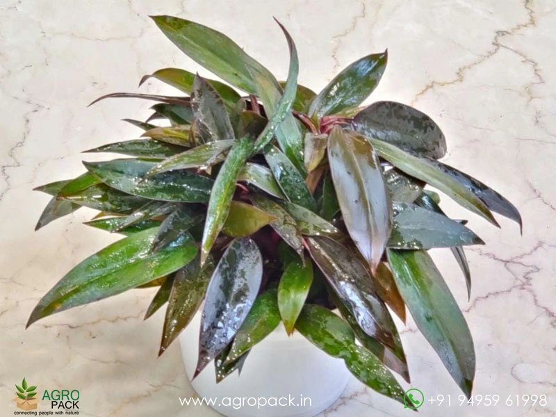 Philodendron Black Majesty Plant For Sale In India | Online plant nursery