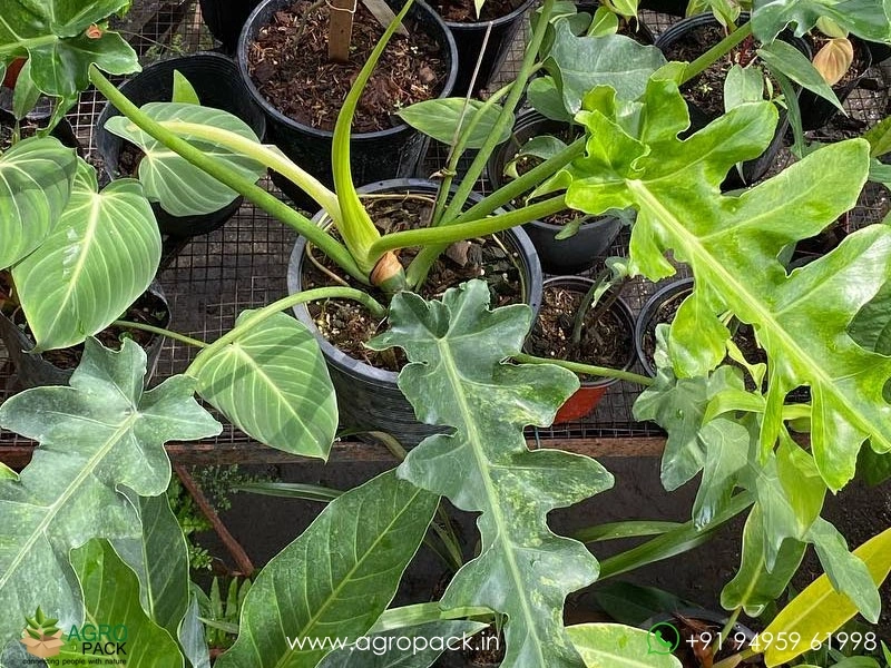Philodendron-Bob-Cee-Variegated1