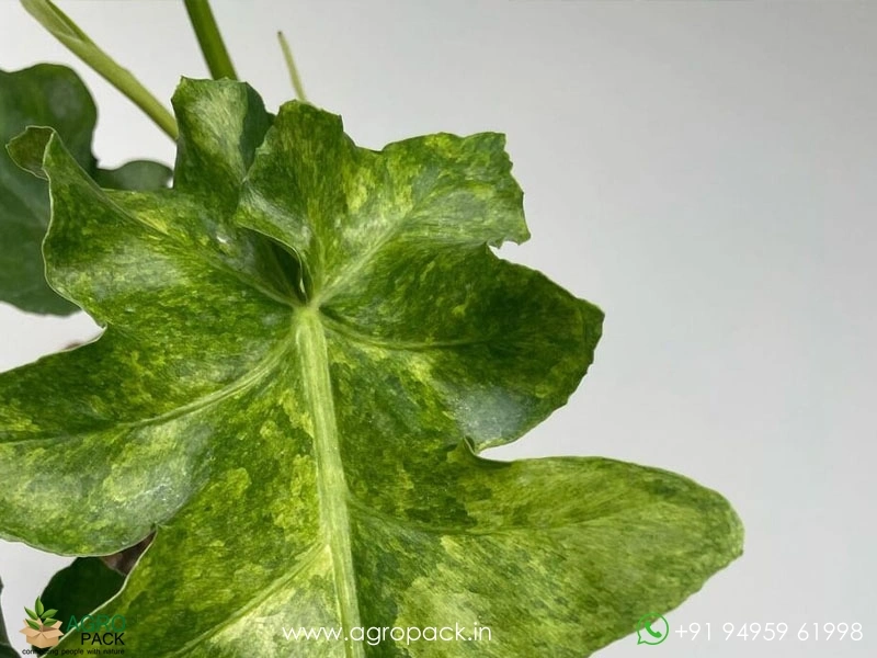 Philodendron-Bob-Cee-Variegated2
