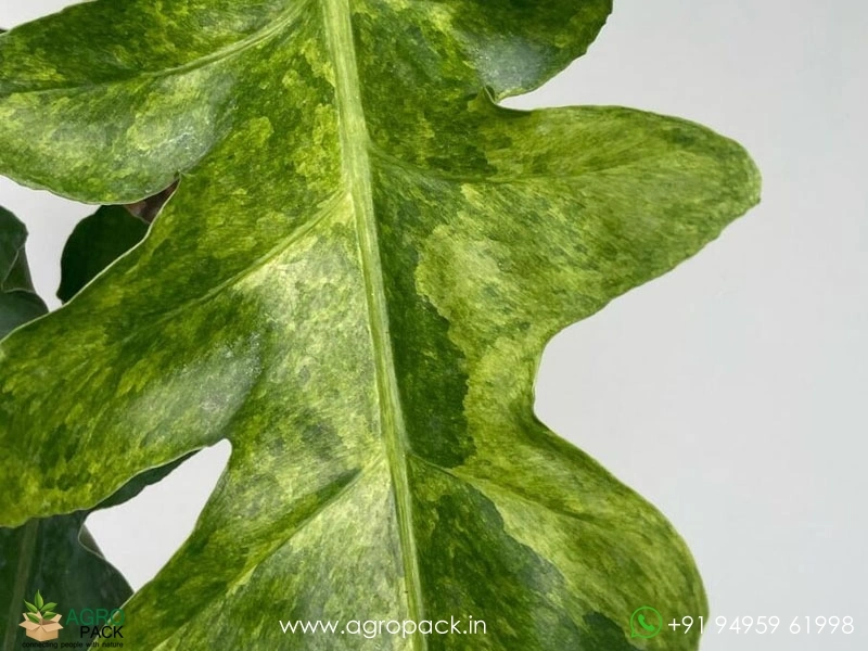 Philodendron-Bob-Cee-Variegated3
