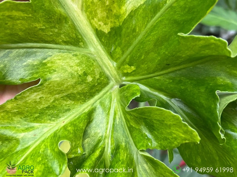 Philodendron-Bob-Cee-Variegated5