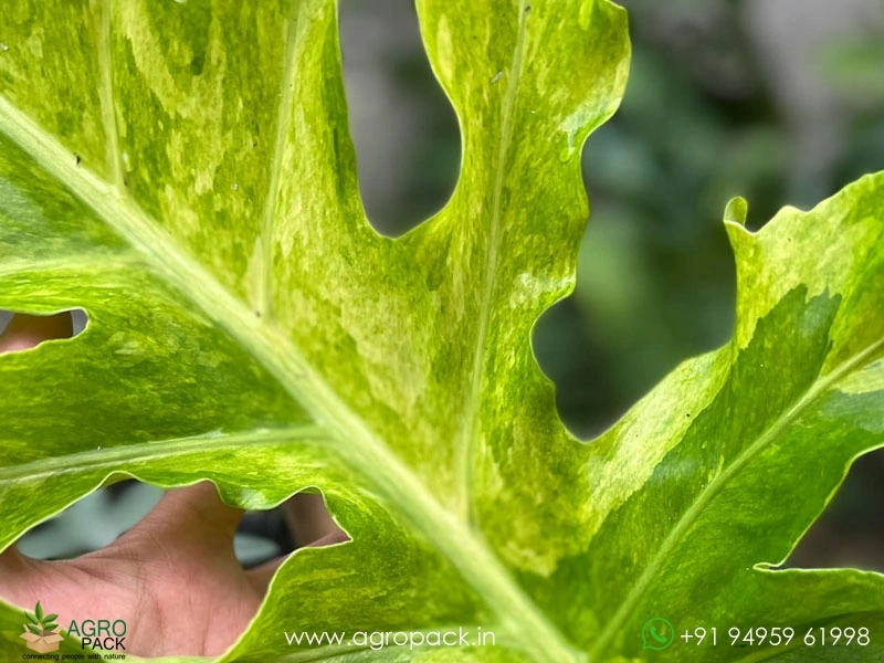 Philodendron-Bob-Cee-Variegated6