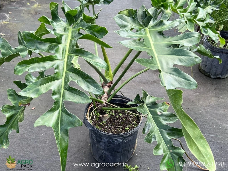 Philodendron-Bob-Cee2
