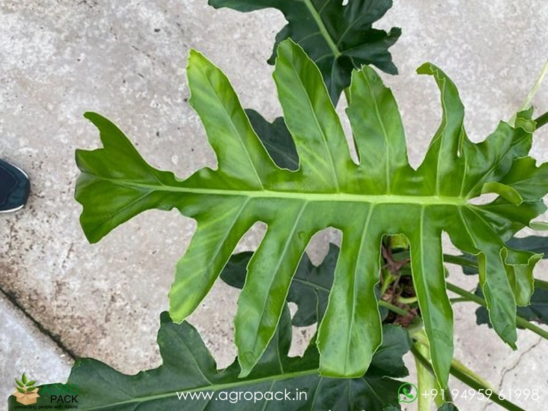 philodendron prince 4" Philodendron Prince Of Orange