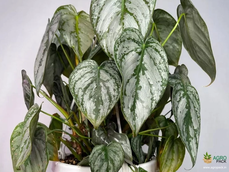 Philodendron-Brandtianum1