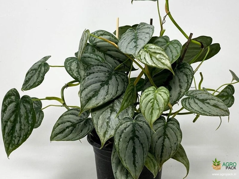 Philodendron-Brandtianum2