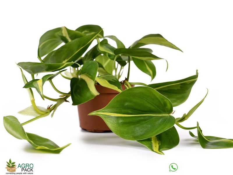 Philodendron-Brasil-Money-Plant1