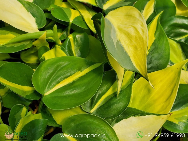 Philodendron-Brasil-Money-Plant2