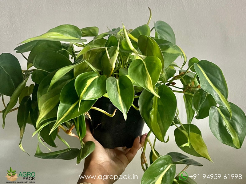 Philodendron-Brasil-Money-Plant3