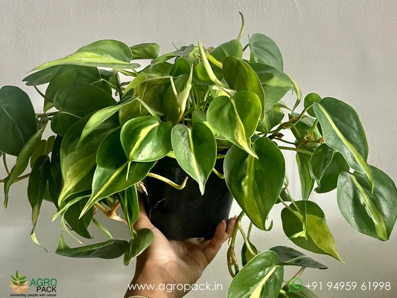 Philodendron-Brasil-Money-Plant3