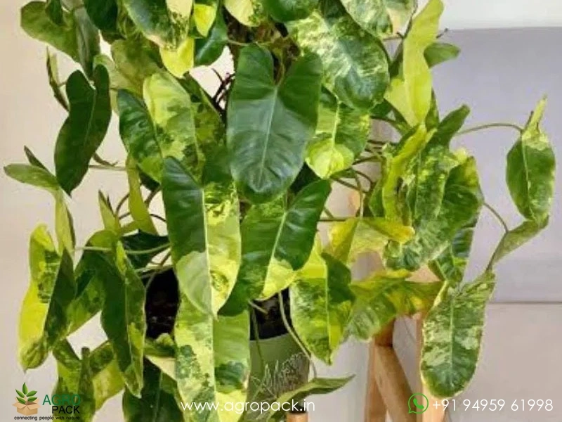 Philodendron-Burle-Marx-Mint-Variegated6