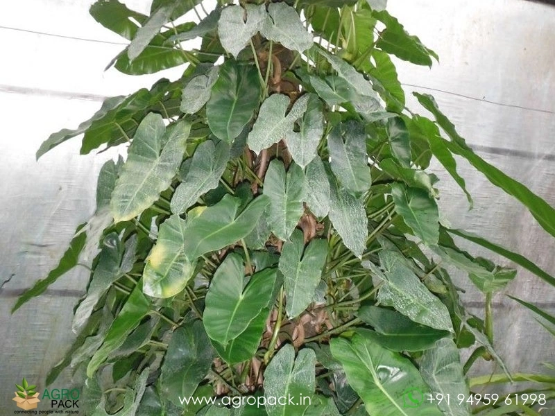 Philodendron-Burle-Marx2