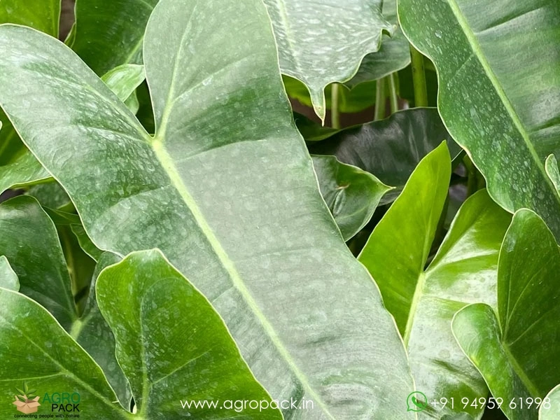 birkins philodendron 4" Pot Philodendron Birkin  The Bio Dude