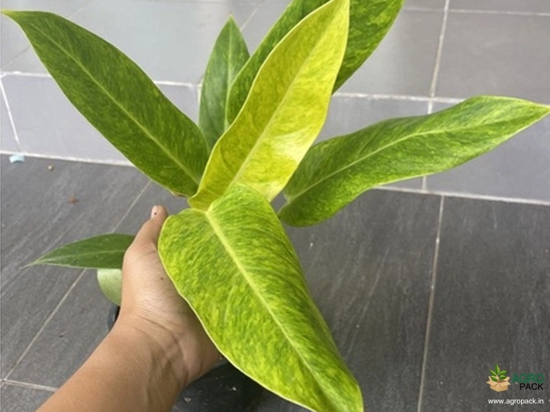 Philodendron-Calkins-Gold3