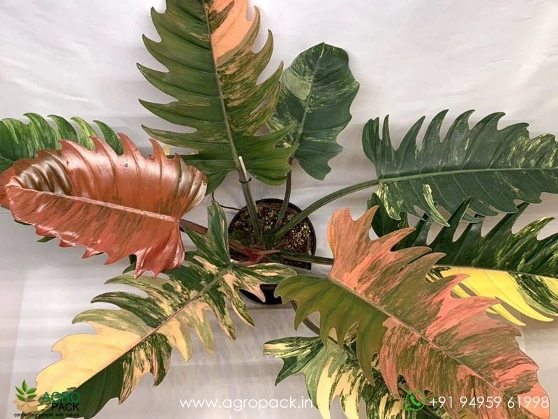 Philodendron-Caramel-Marble4