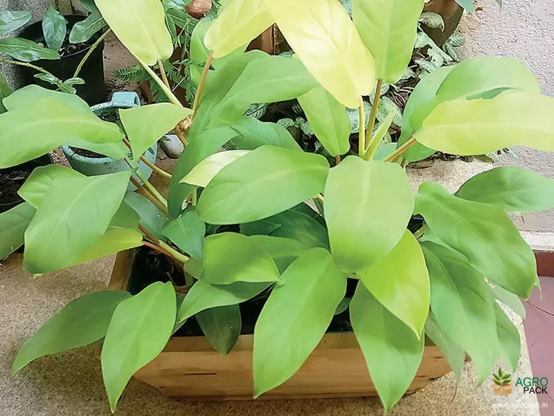 black zz raven plant Medium Black Raven ZZ Plant
