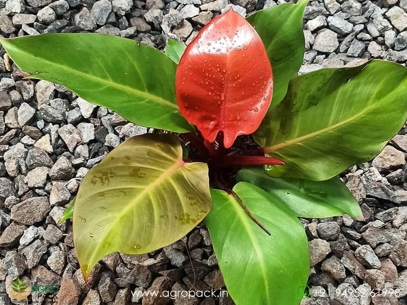 Philodendron Cherry Red Plant For Sale In India | Online plant nursery