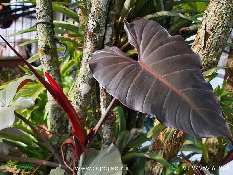 Philodendron-Dark-Lord2