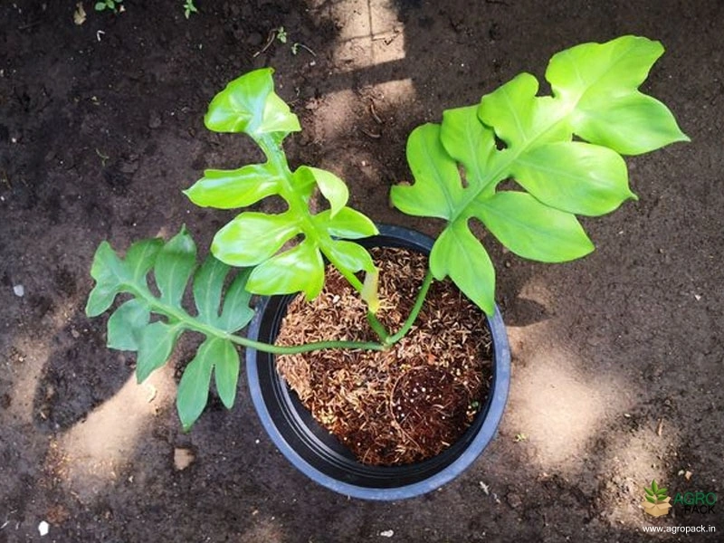 Philodendron-Distantilobhum2