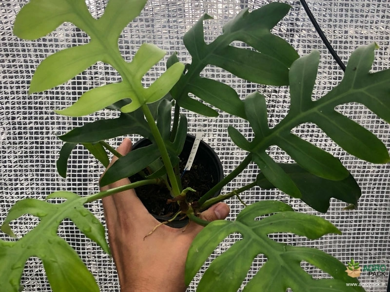 Philodendron-Distantilobhum3