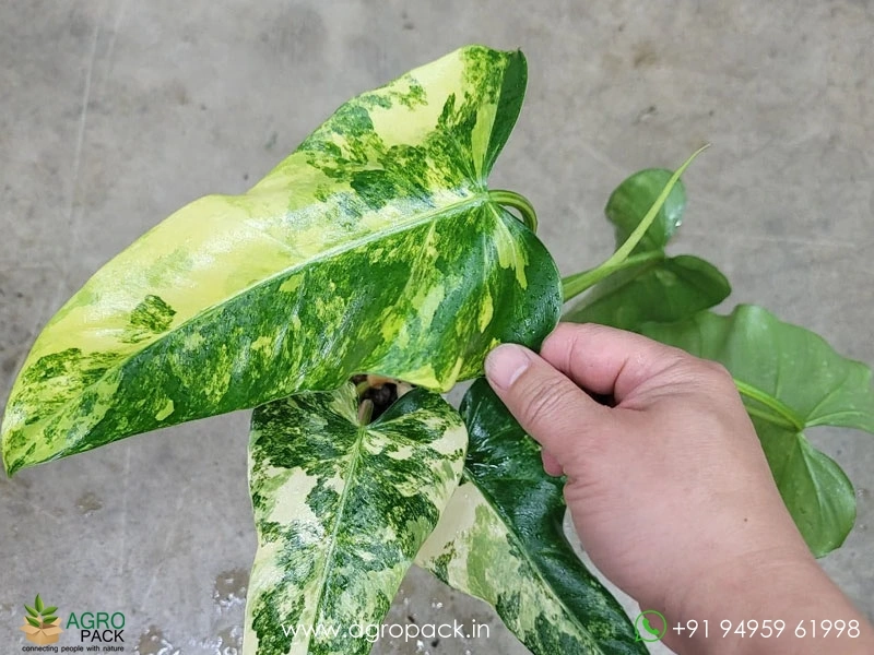 Philodendron-Domesticum-Variegata2