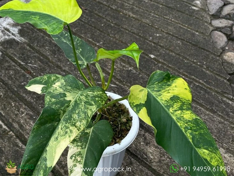 Philodendron-Domesticum-Variegata3
