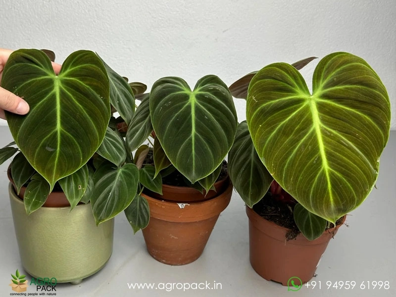 Philodendron-El-Choco-Red3