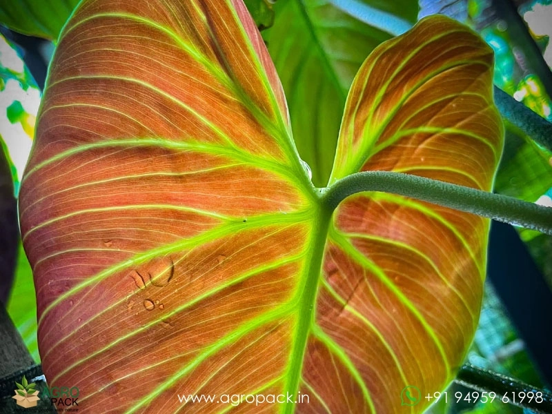 Philodendron-El-Choco-Red4