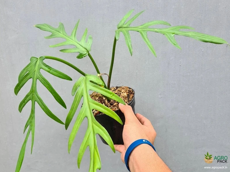 Philodendron-Elegans1